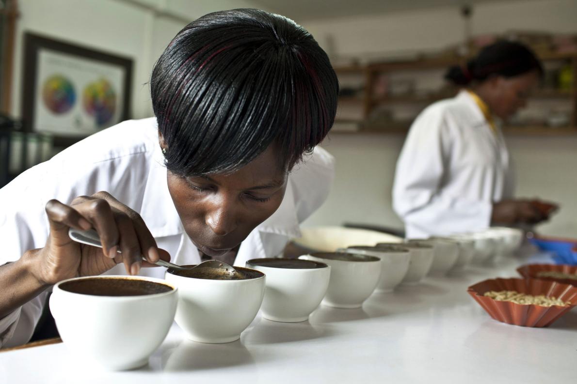 咖啡的品質是透過「杯測」程序來評估，這裡位於烏干達坎帕拉的Good African Coffee公司。PHOTOGRAPH BY JONATHAN TORGOVNIK, GETTY IMAGES