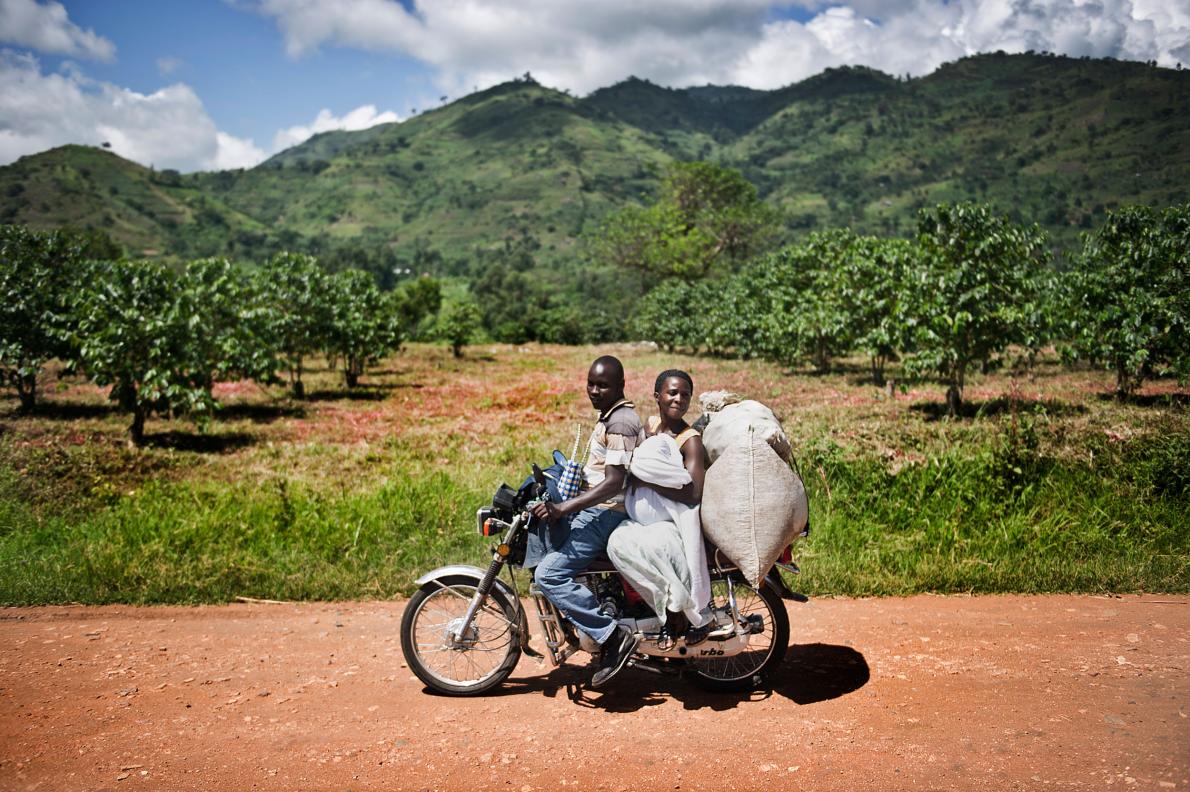在烏干達，大多數的咖啡農民是小農，他們主要藉由賣咖啡豆賺取每年的現金收入。PHOTOGRAPH BY SVEN TORFINN, PANOS PICTURES