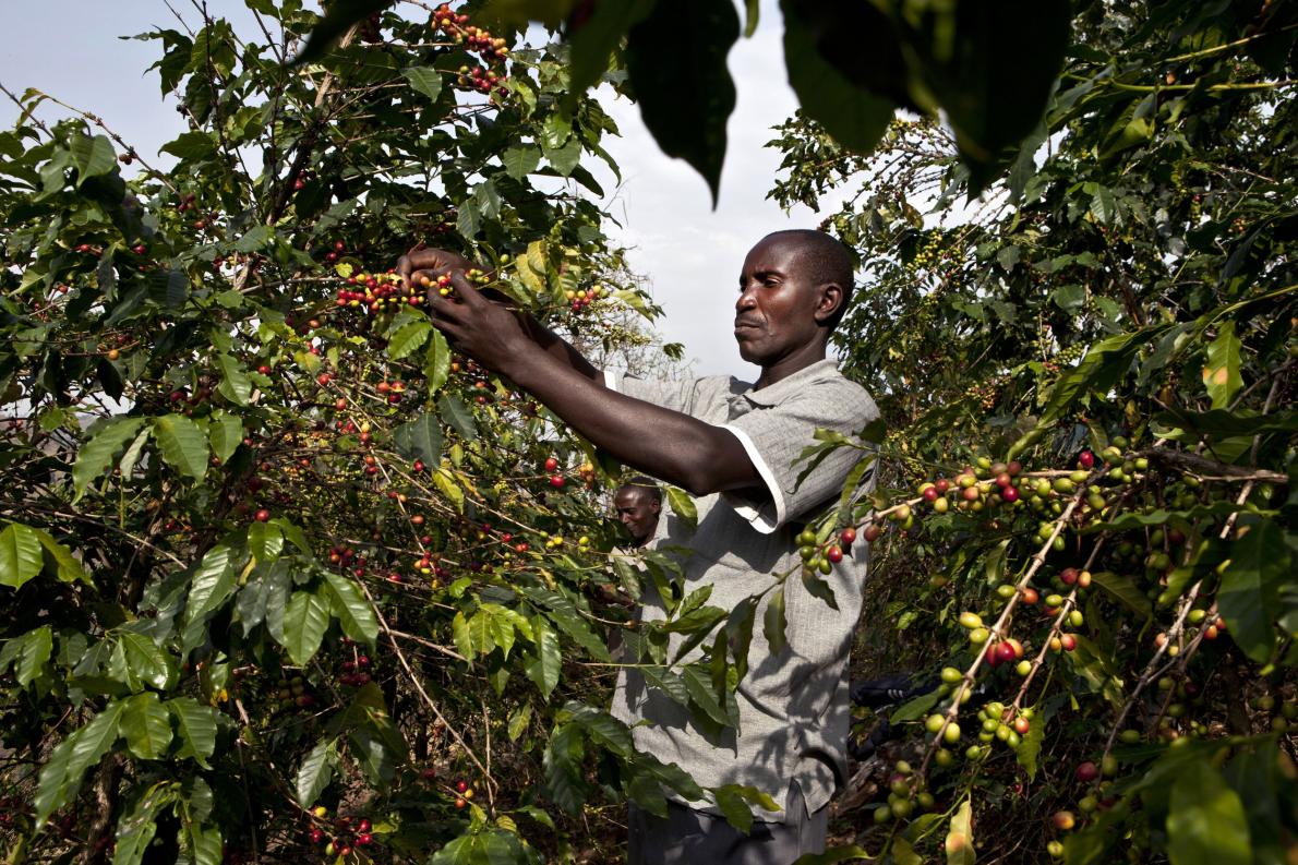 烏干達卡塞塞（Kasese）的咖啡農在採收成熟的咖啡「櫻桃」。PHOTOGRAPH BY JONATHAN TORGOVNIK, GETTY IMAGES