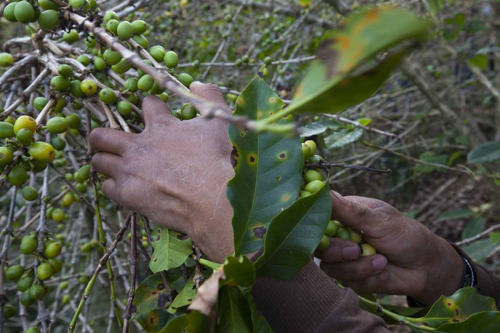 在瓜地馬拉和整個中美洲，咖啡因為感染一種稱為「咖啡鏽」的真菌而產量大減。在最適合咖啡生長的赤道沿線，減產的問題則大多起因於極端的降雨。 PHOTOGRAPH BY JANET JARMAN