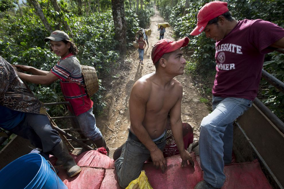 尼加拉瓜的咖啡採收工人一般都會在採收期間巡迴各家農場工作，但他們的工作因為咖啡鏽肆虐而減少了許多。某些估計指出，這種真菌已經讓中美洲某些地區的咖啡年收穫量減少達40%。 PHOTOGRAPH BY JANET JARMAN