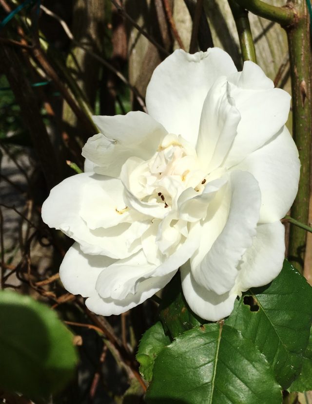 描述: white rose