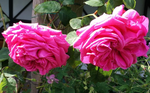 描述: pink roses