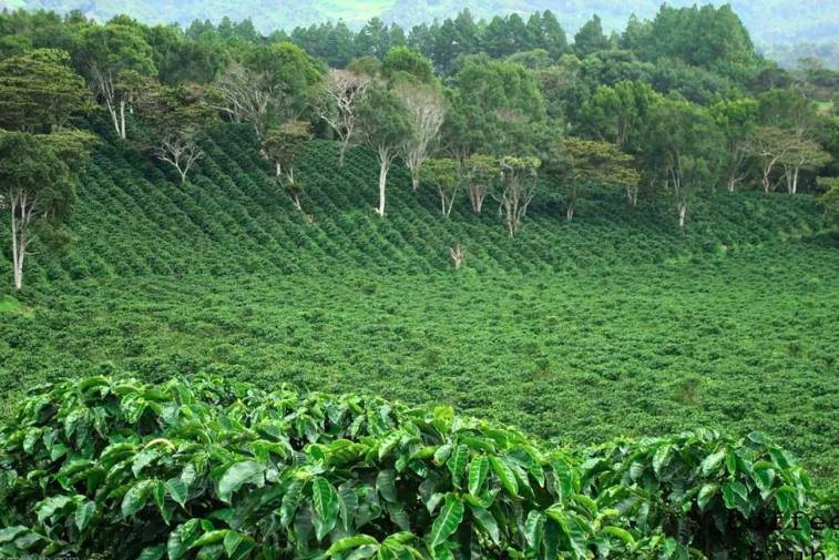 巴拿马三大咖啡庄园图片