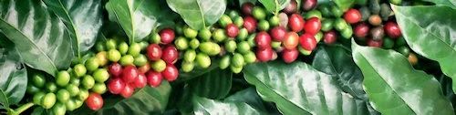  Washed-process coffee beans generally highlight brighter acidity and cleaner profiles. Although they require more water, the resulting beans are cleaner and less prone to defects compared to naturally processed beans.  