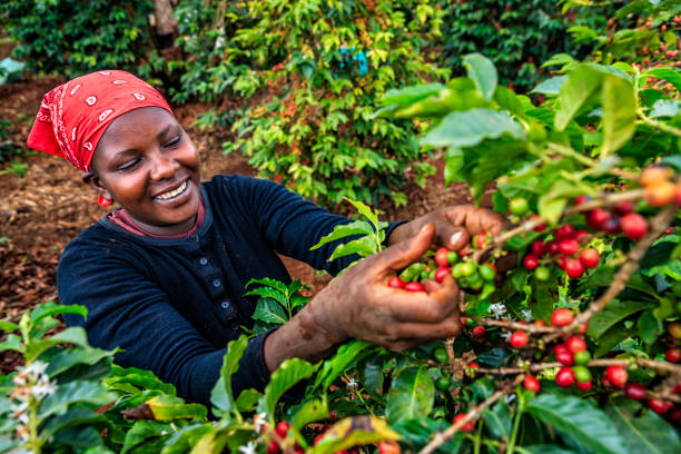 500 Kenya Coffee Stock Photos, Pictures & Royalty-Free Images - iStock