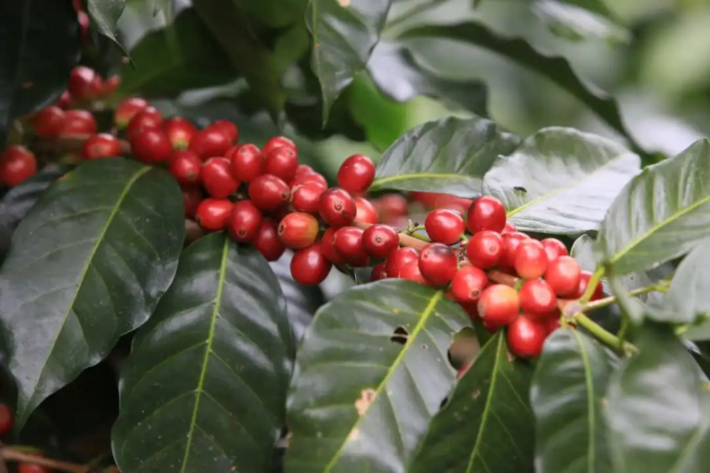 What are the good quality characteristics of Yunnan coffee beans? What is the grade of Yunnan coffee?