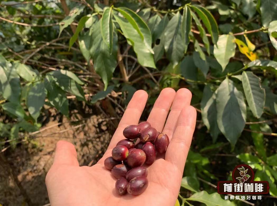 云南Typica铁皮卡咖啡豆小粒咖啡品种口感介绍 云南咖啡哪个产地品牌好？