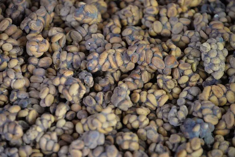 顶级印尼猫屎咖啡豆介绍 印度尼西亚麝香猫咖啡豆价格多少值得买