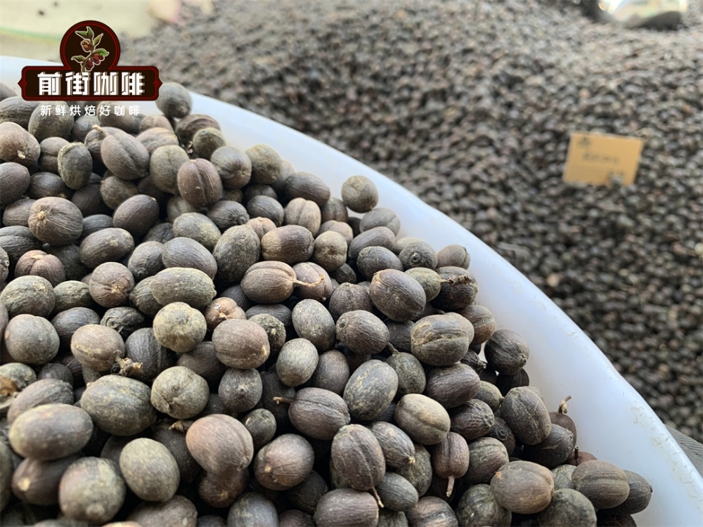 云南咖啡豆产地品牌推荐简介 云南小粒咖啡历史特点风味描述