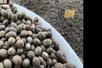云南咖啡豆适合什么烘培程度 云南小粒咖啡风味特点是酸是苦？