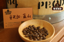 牙买加蓝山精品咖啡豆的风味 牙买加蓝山精品咖啡豆的历史渊源