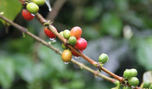 Colombian cannon defaults, leading to a further rise in the price of Arabica coffee