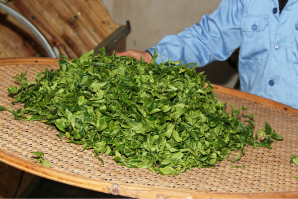 The production technology of Huangzhixiang Dancong Oolong shares how many kinds of fragrance does Phoenix Dancong have?