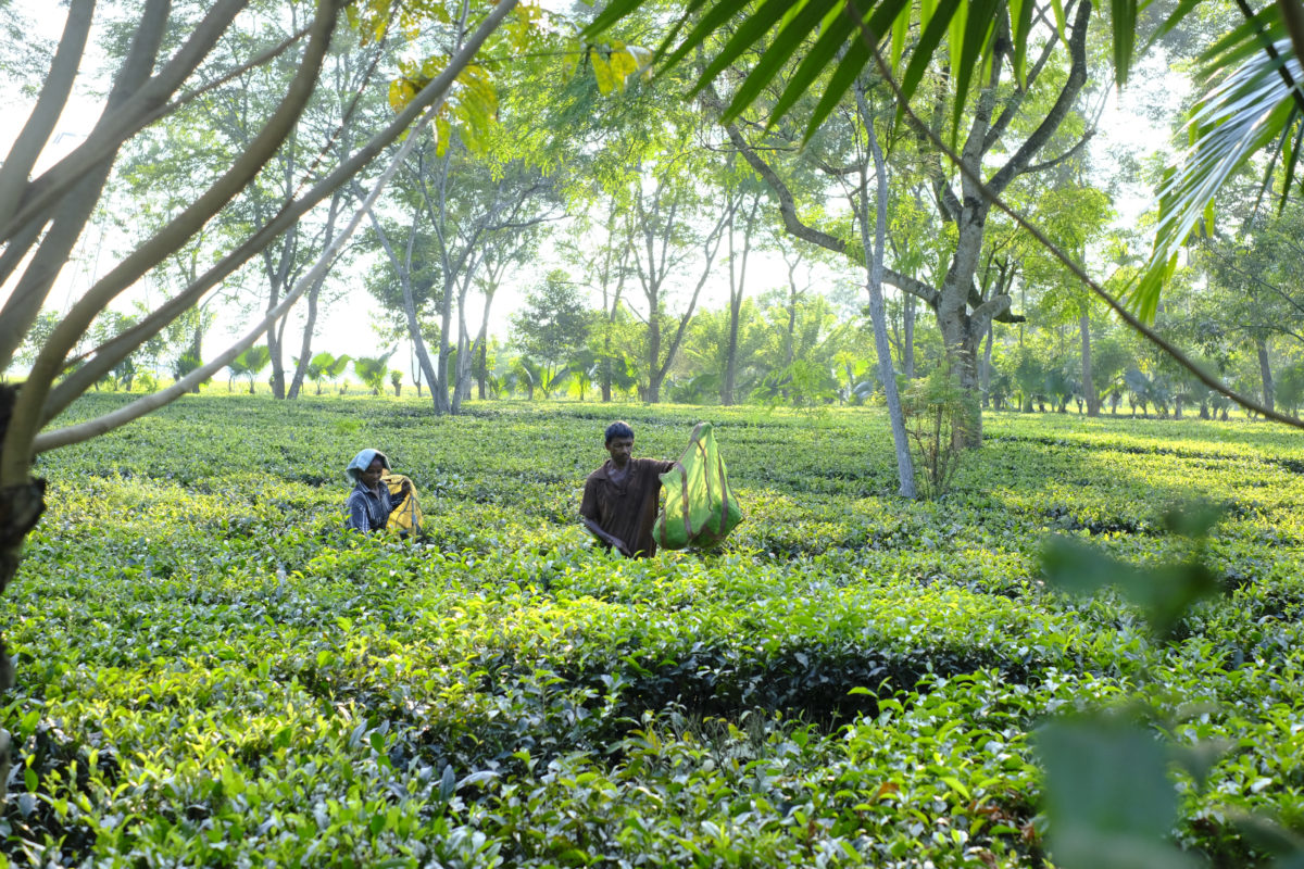 Assam black tea production sustainable development story Assam fine black tea famous tea garden introduction