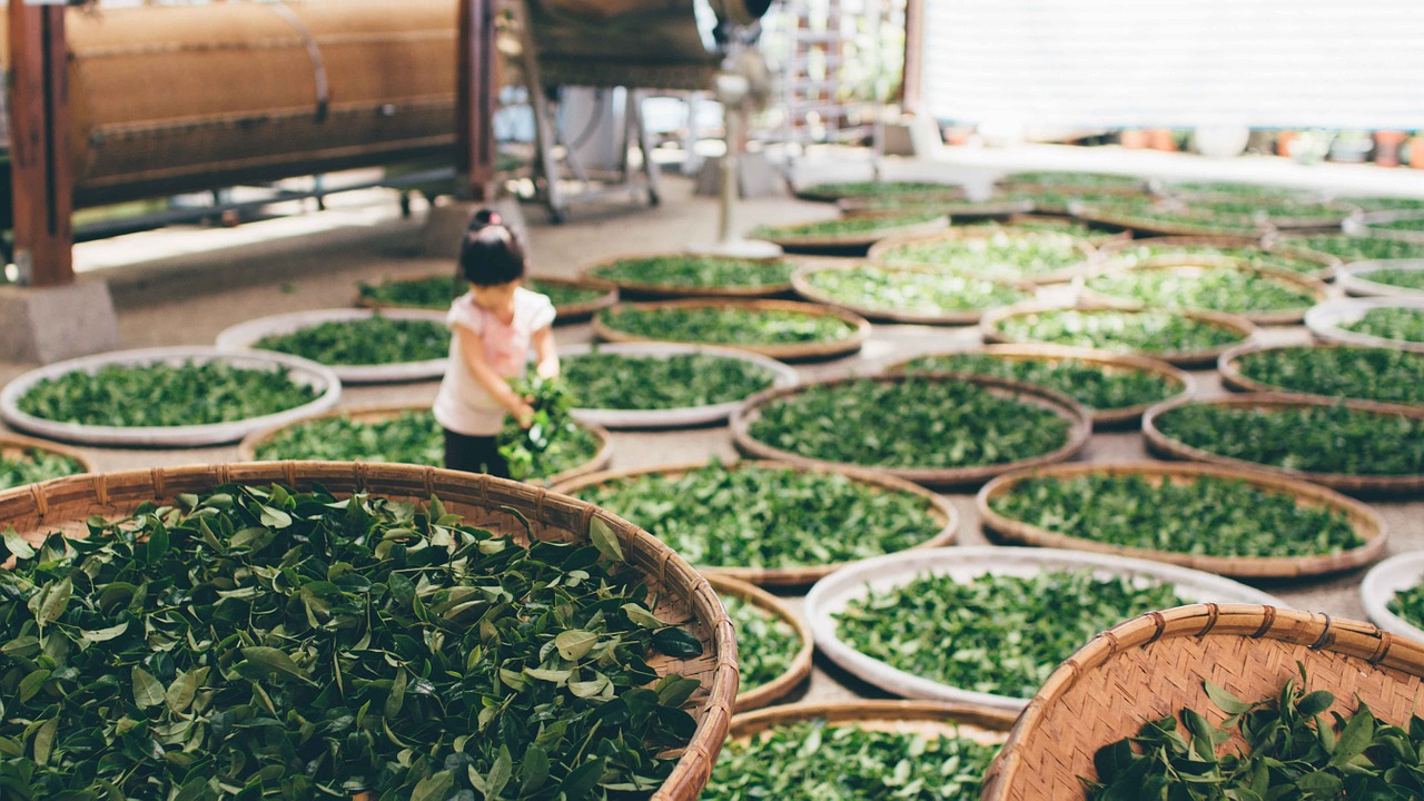 Analysis of the detailed production process of tea what is the difference between the production of black tea, yellow tea and black tea? Analysis of the influence of Tea-making steps on Tea Taste