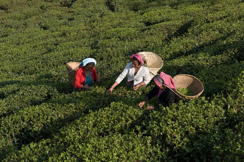 What is the unique taste of Darjeeling autumn-picked black tea? When is the best time to pick black tea? Is it expensive to pick black tea in autumn or in spring?