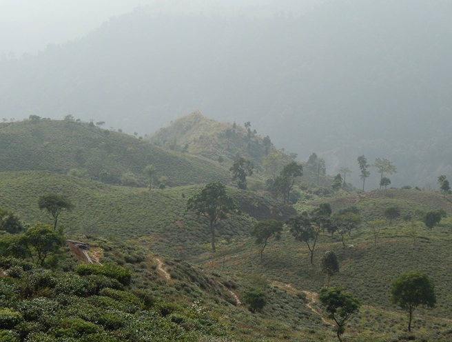 What kind of tea is used in Darjeeling black tea? General situation of growth conditions of Darjeeling Tea