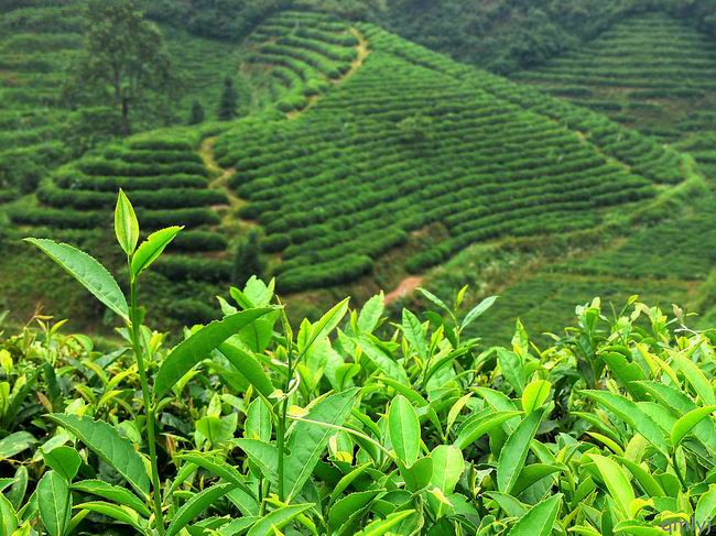 The development trend of high-quality black tea and oolong tea depends on high-quality coffee and pays attention to the influence of local characteristics on the taste of tea.