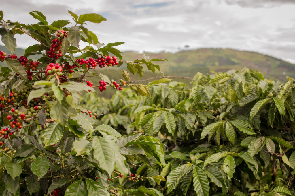 Brazilian-coffee-farm-Minas-Espresso-Inc-1024x683