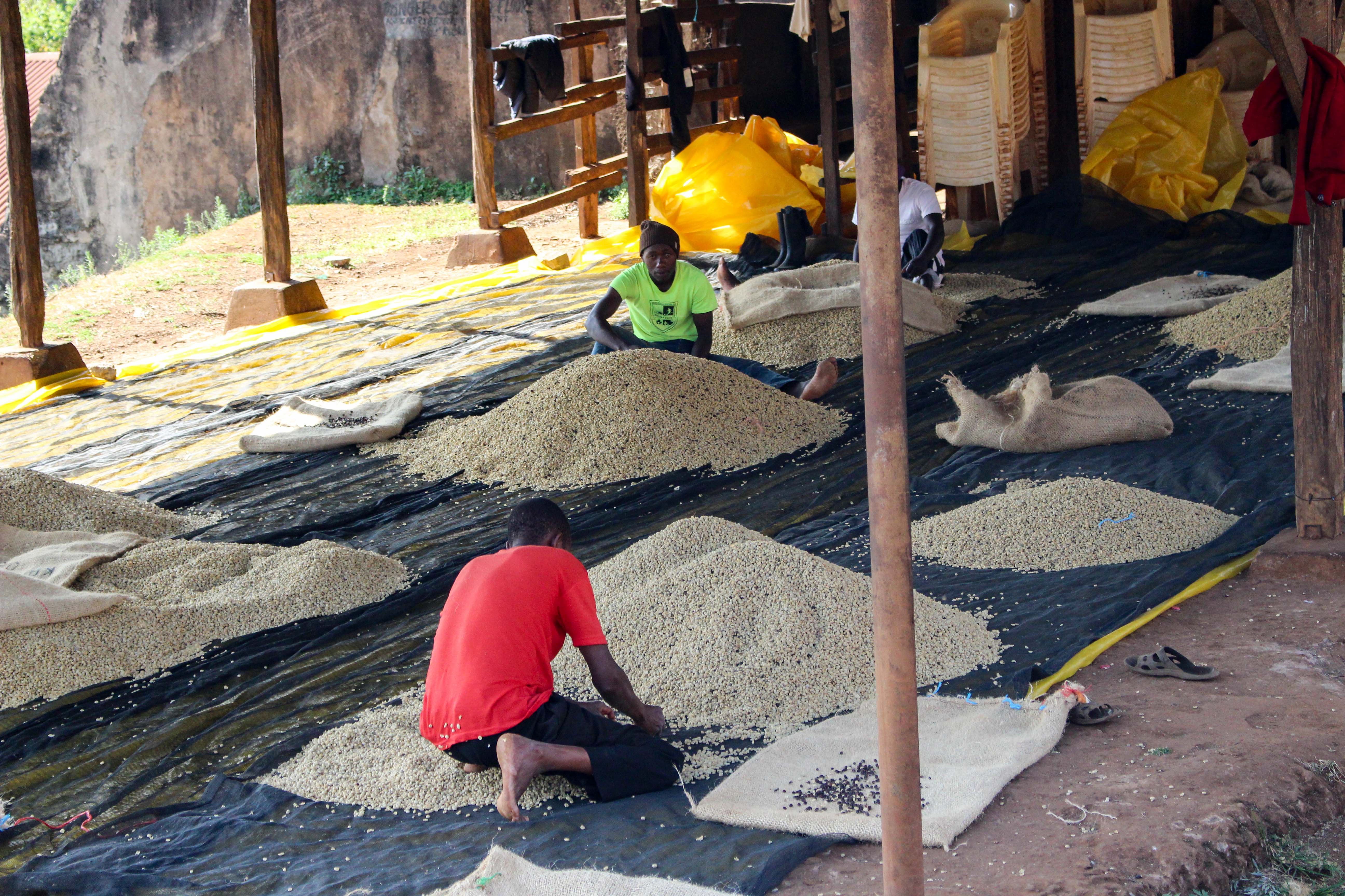 肯尼亚咖啡工人晒豆子