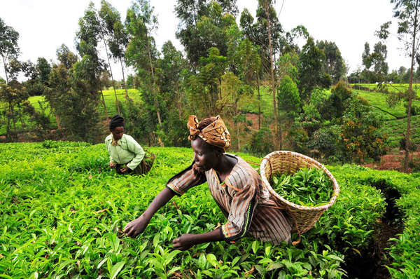 Kenya's largest tea producing region saw a 14 percent drop in production from last year.