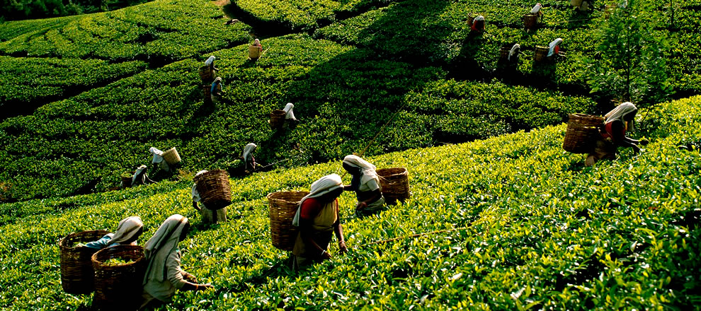 Tea plantations in Sri Lanka are facing insect pests, and the Sri Lankan Institute of Tea use allows tea farmers to use herbicides and pesticides.