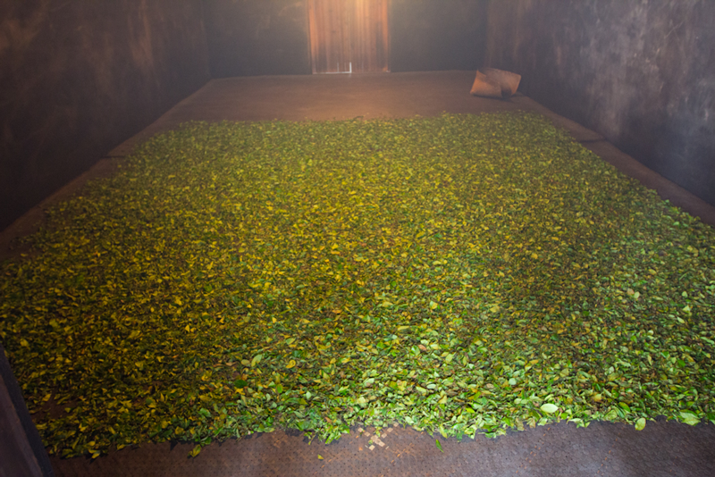 The production process of high-grade Qimen Gongfu black tea what is the difference between the flavor characteristics of smoked Qimen Gongfu tea and that of non-smoking