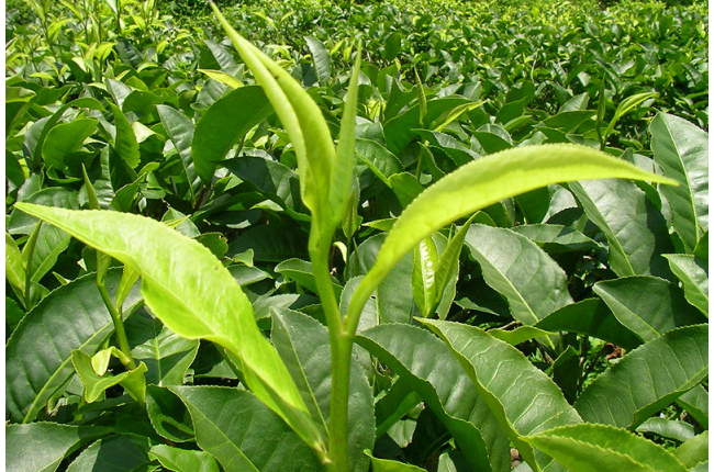 Does organic black tea taste the same as ordinary black tea? Is organic black tea high-grade black tea? What are the brands of high-quality organic black tea garden?