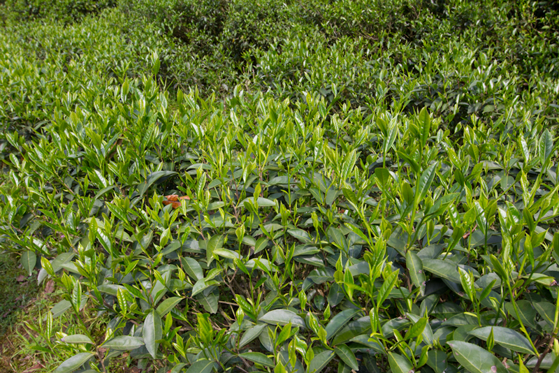 Lapsang-Souchong-Tea-Plant