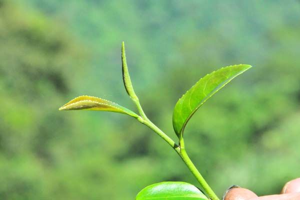How many kinds of black tea are there according to picking standards? Is tea the best tea? Is the tender tea better than the third leaf?