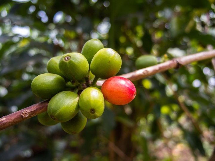 Kenya-AA-fruit