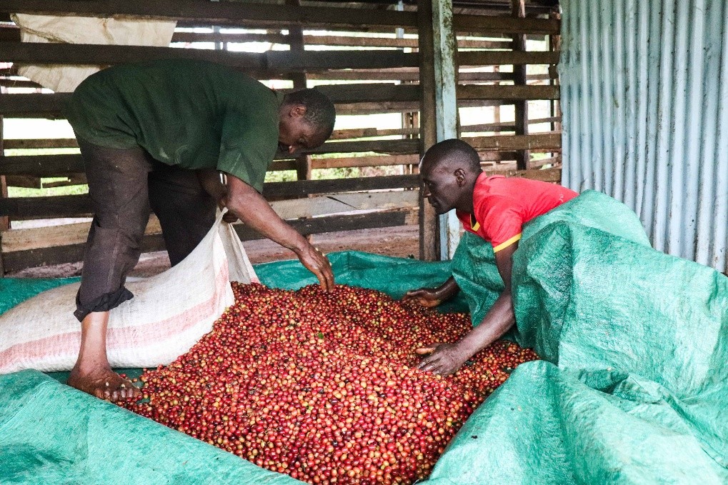 收获咖啡豆的肯尼亚工人修改以后的