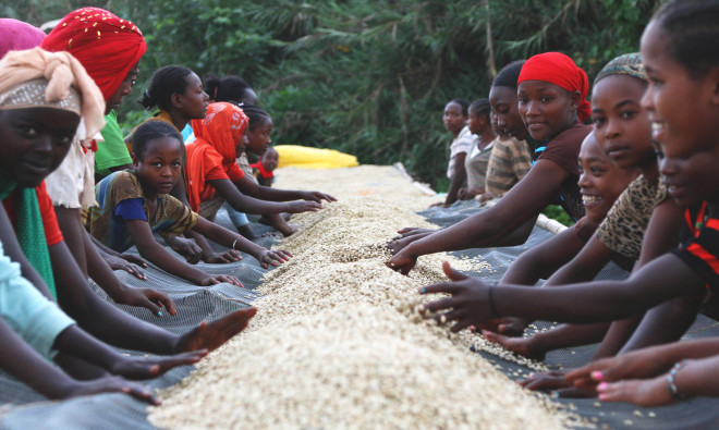 埃塞俄比亚咖啡农