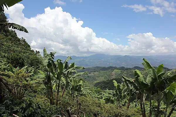 危地马拉的咖啡种植环境