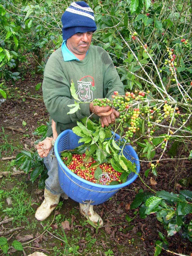 哥斯达黎加収穫咖啡