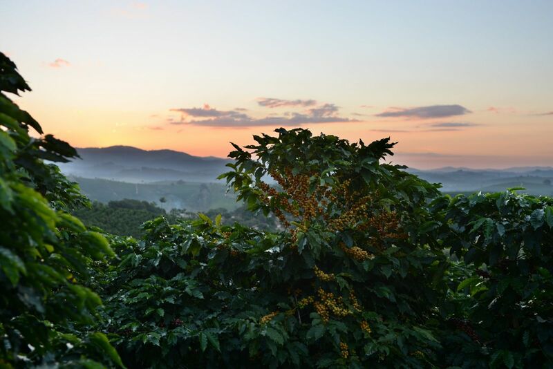 Growing Coffee Beans on Plantation Sunset