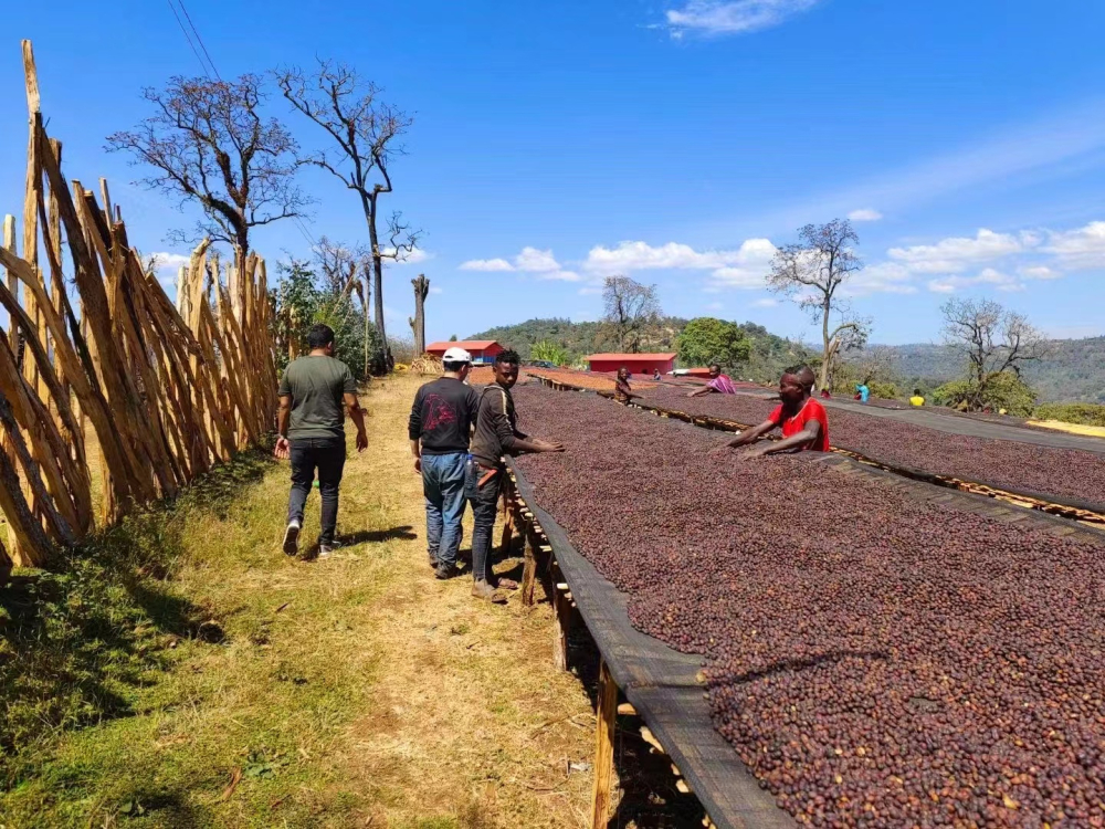 The difference of Flavor and taste between Huakui 6.0 Coffee beans and Huakui 5.0 Coffee beans in the New season introduction of 2022 Huakui Coffee beans