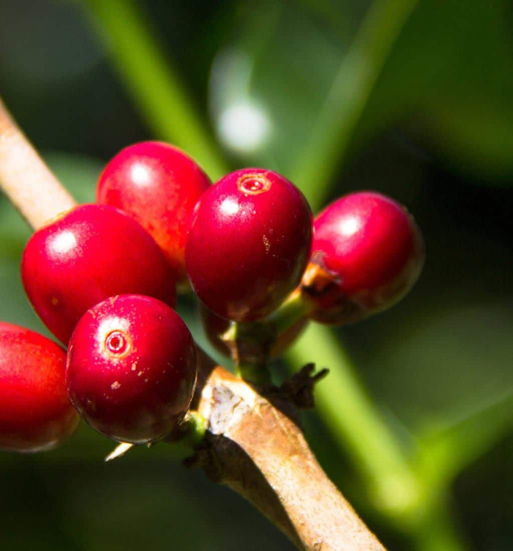 geisha-coffee-berries