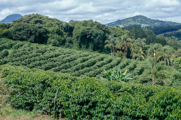 bucolic-landscape-with-coffee-plantation-hills-minas-gerais-brazil_74436-1715