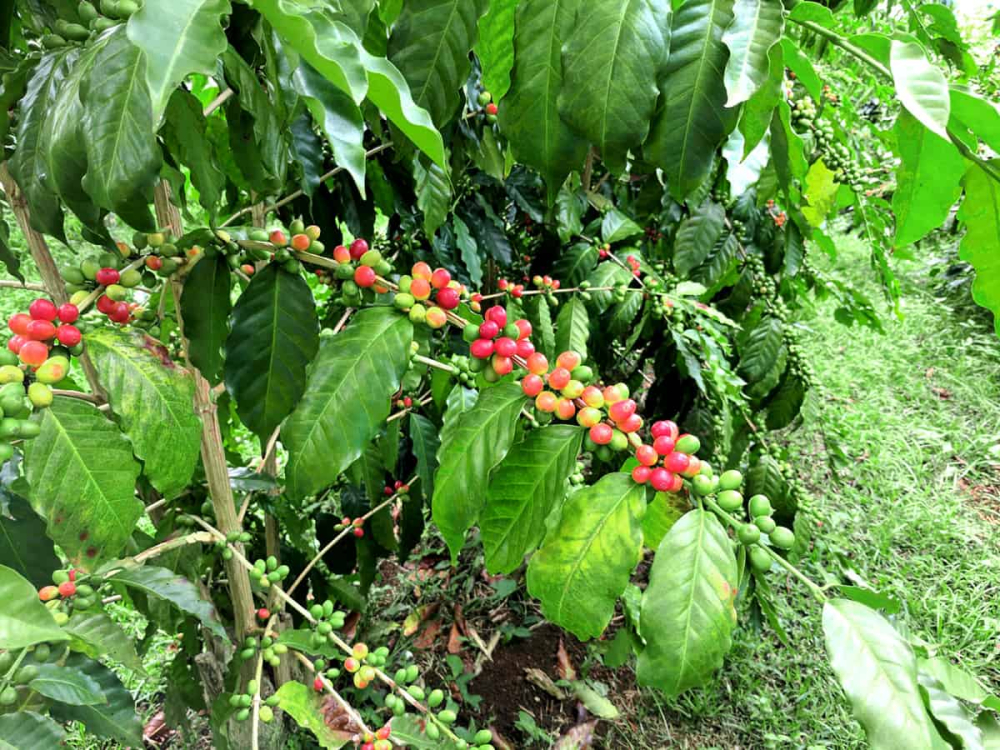 honduras-green-coffees