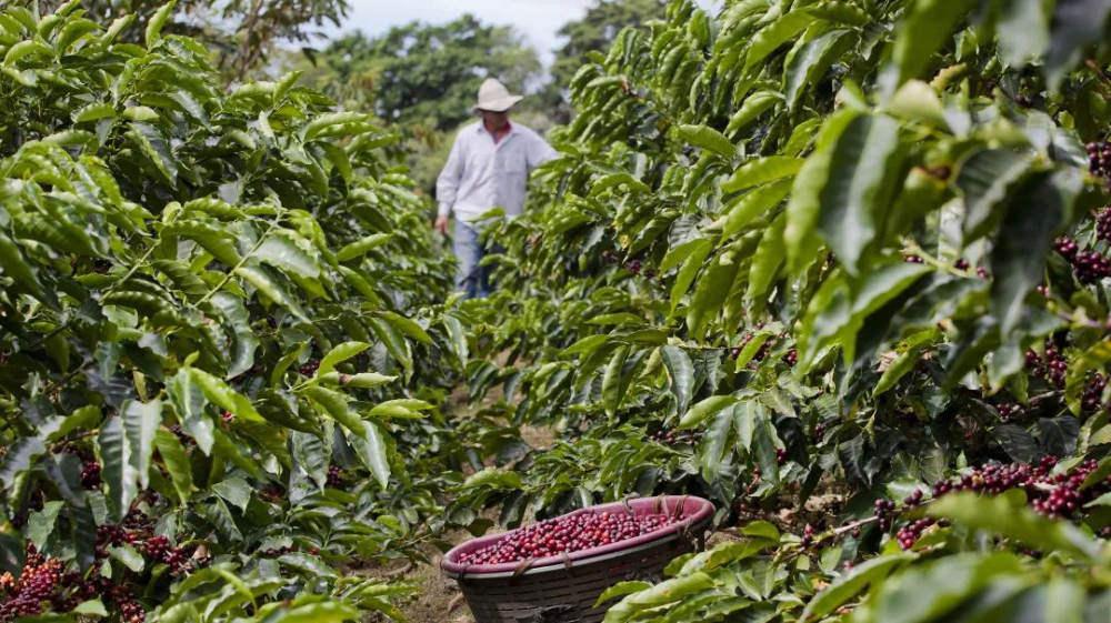 哥斯达黎加咖啡树