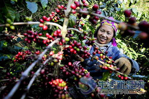 咖啡让大开河村变富了，每到收获季节都会吸引很多外来打工者