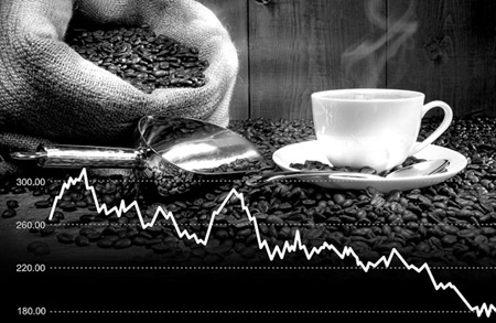云南咖啡豆滞销或为假象 信息缺失导致咖农茫然