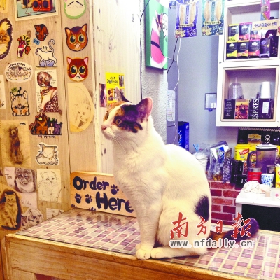首尔猫咪咖啡馆