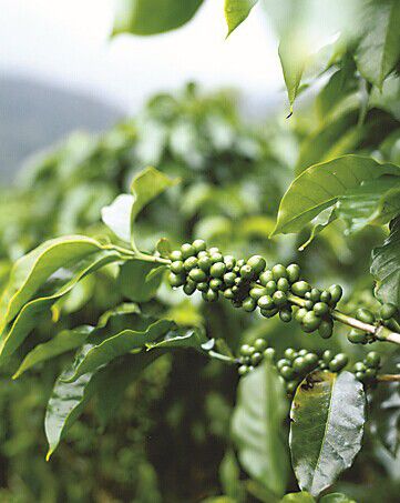 星巴克的咖啡故事：咖啡的起源和种植