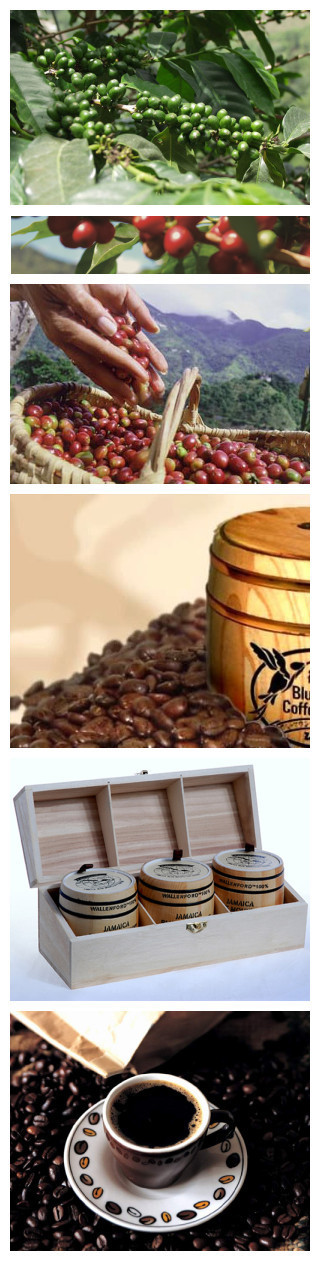世界上最著名的八大咖啡——牙买加蓝山NO.1