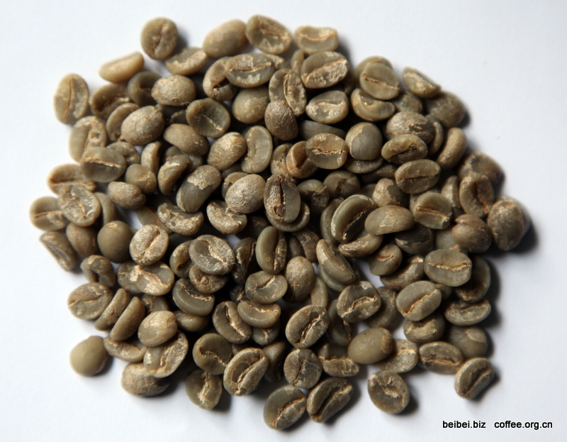 咖啡豆图片 云南咖啡品种 卡蒂姆生豆 咖啡图片 卡蒂姆 