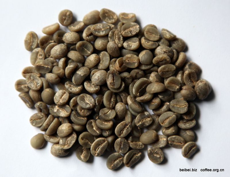 咖啡豆图片 云南咖啡品种 卡蒂姆生豆 咖啡图片 卡蒂姆 