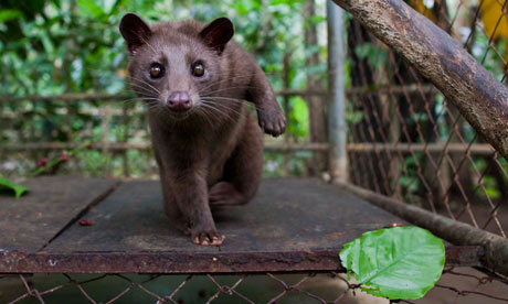 椰子猫游荡于印度尼西亚的咖啡种植园，猫屎咖啡就来自于它们的粪便